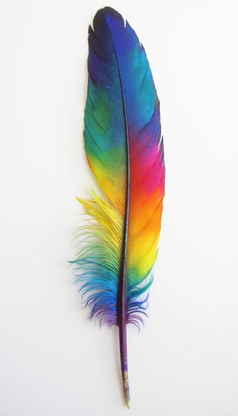 11. Rainbow Feather or Butterfly